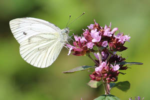 Daily butterfly 4