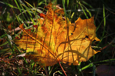 autumnal shadows