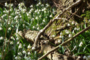 forest ground in spring by Dieffi forest ground in spring by Dieffi