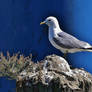 gull on blue
