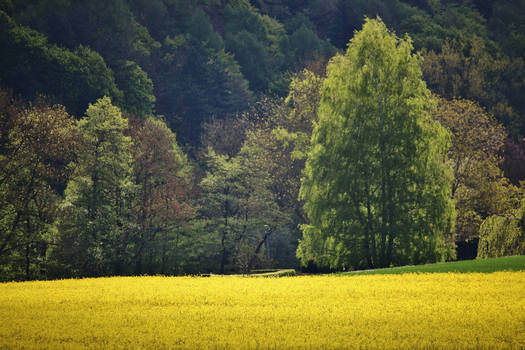 the edge of the forest