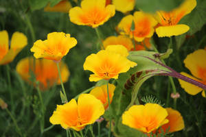 ICELAND POPPY