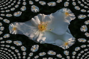 MANDELBROT ROSE