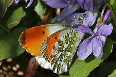 orange tip