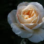 A rose for Rosamund