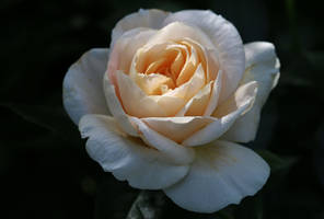 A rose for Rosamund