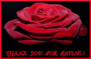 THANK YOU FOR FAVING - ROSE