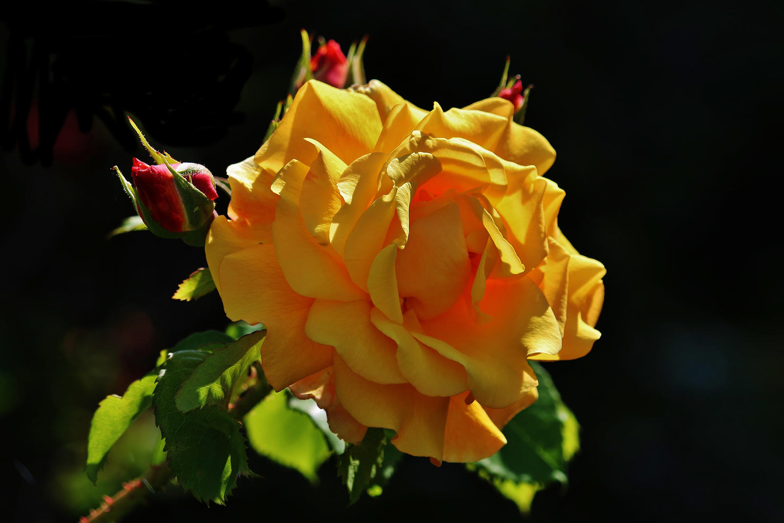 A ROSE FOR PAMELA By Dieffi On DeviantArt a-rose-for-pamela-by-dieffi-on-deviantart