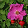 rose hip