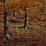 beech forest ground