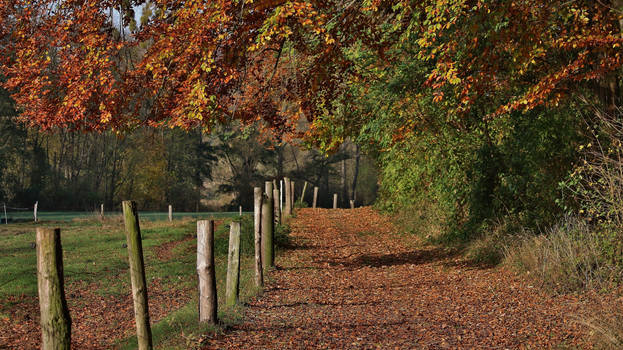 autumnal path
