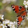 butterfly on white