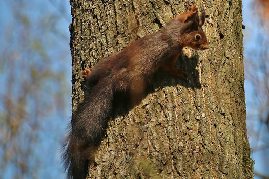alert squirrel