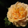 A rose for Gloria