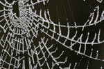 frosty web