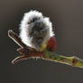 willow catkin