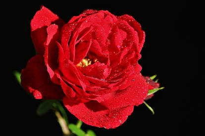 tears of a last rose