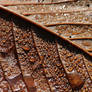fallen drops