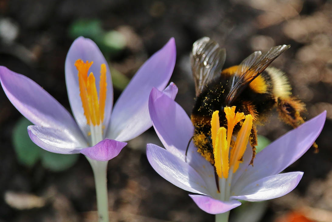 gold digger by Dieffi on DeviantArt