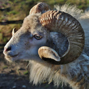 the ram