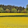 tree in yellow 2
