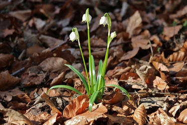 one spring snowflake