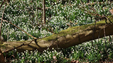 A lot of spring snowflakes