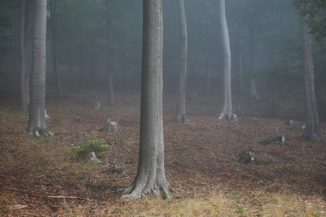 forest dieback