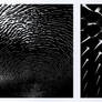 Sonar | Collab