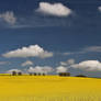 over the yellow field