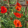 poppy on the grate