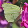 on the vetch 1