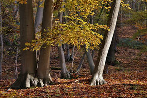 And the autumn has come