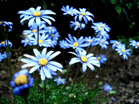 Blue flowers