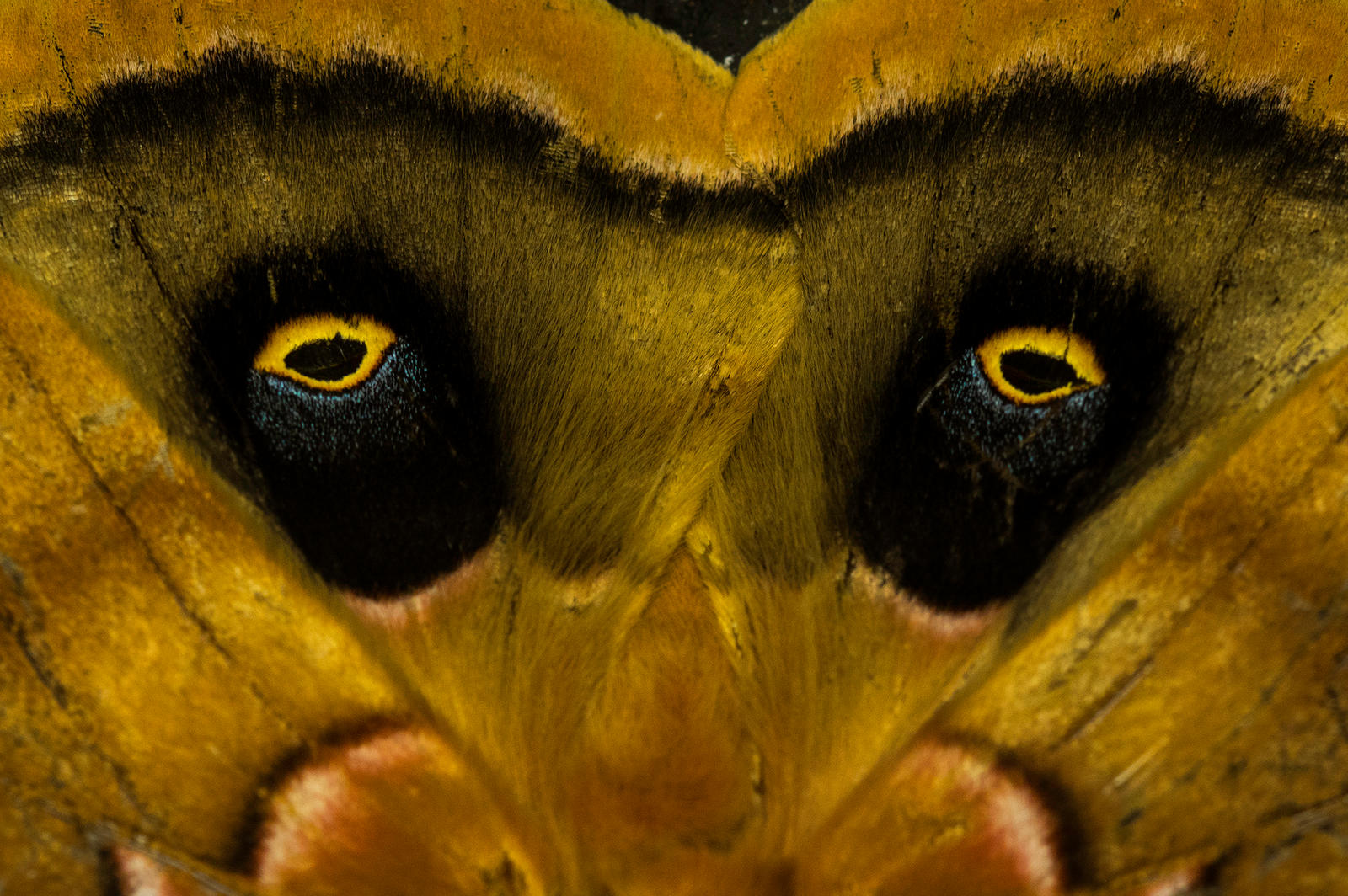 Ooga Booga by Buckrodgers on DeviantArt