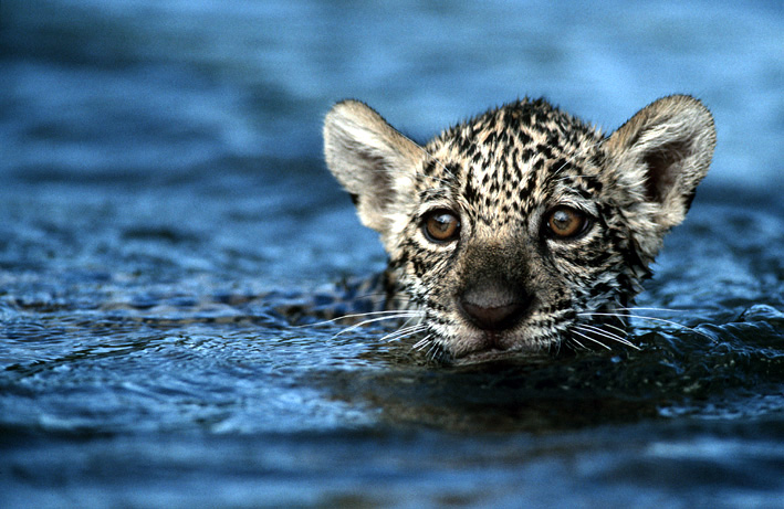 Baby jaguar....