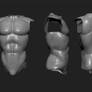 male torso study