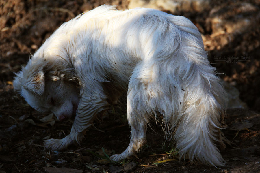 Peluche