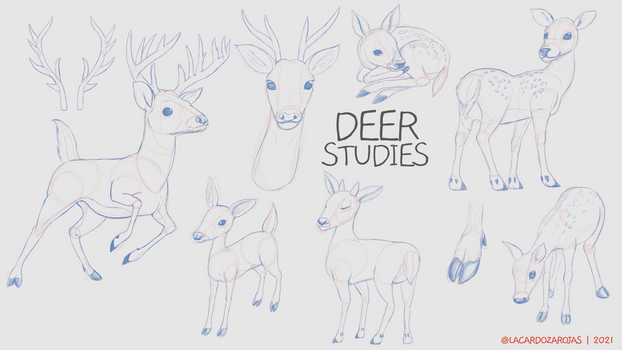 Deer studies