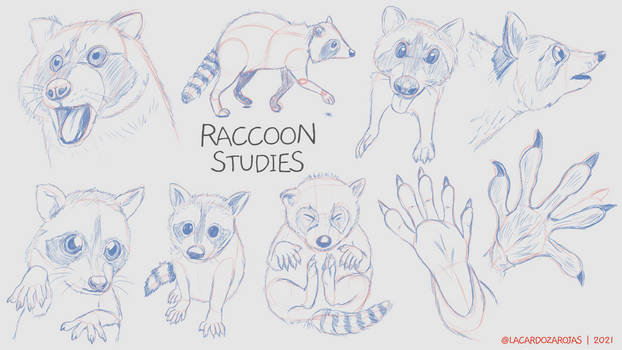 Raccoon Studies