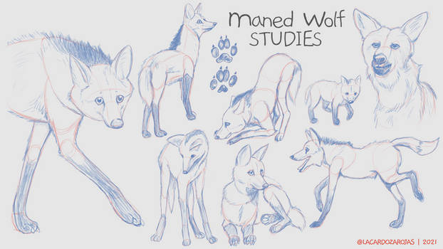 Maned Wolf Studies