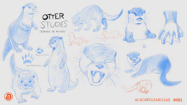 Otter studies