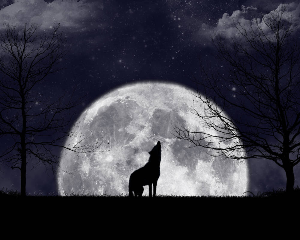 Вою под луной песня. Волк и Луна. Волк воет на луну. Воющий волк. Волк в ночи.