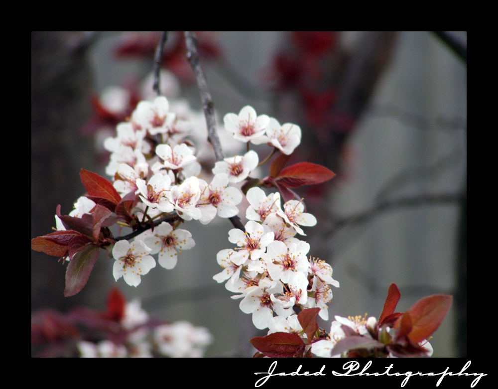 Cherry Blossom