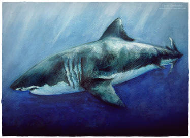 Great white Shark