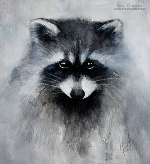 Raccoon