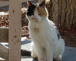 Feline Overlord's Evil Assistant