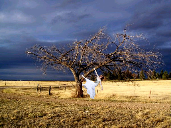 Trash the Dress Tree