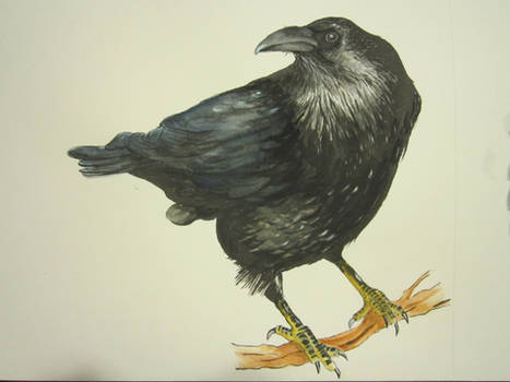 Crow