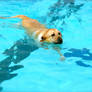 Swimming Yellow Lab 2